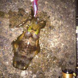 敦賀エギング！堤防編