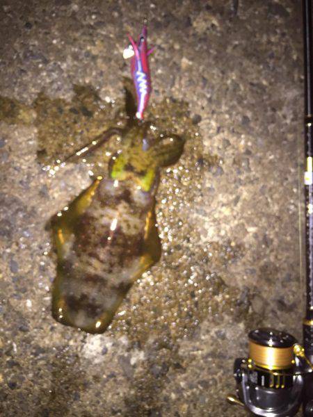 敦賀エギング！堤防編