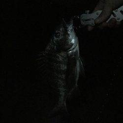 夜釣り