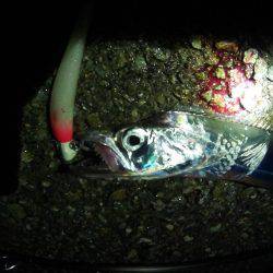 安定の太刀魚とサゴシ