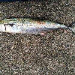 ルアーロスト後の辛勝