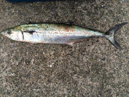 ルアーロスト後の辛勝