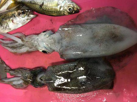 エギングは面白いです