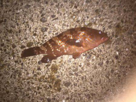 シーバス狙いのはずか