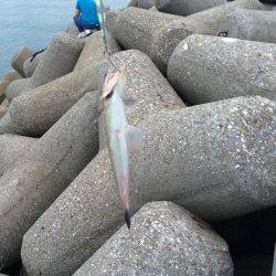 東二見人口島へ朝マヅメ釣行