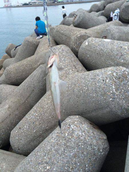 東二見人口島へ朝マヅメ釣行