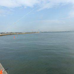 サゴシ、タチウオ、さっぱり(>_<)