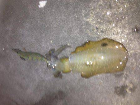 イカ三兄弟だよん