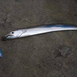 まずめ時活性良