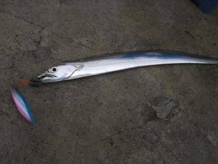 まずめ時活性良