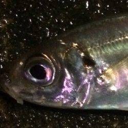 アジングからの