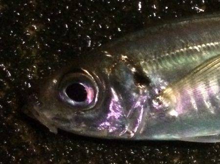 アジングからの