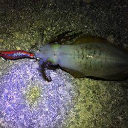 久々の夜間釣り