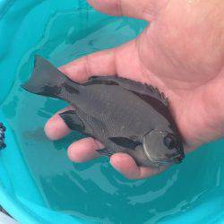 サビキでアジ！