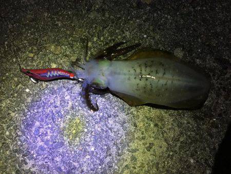 久々の夜間釣り