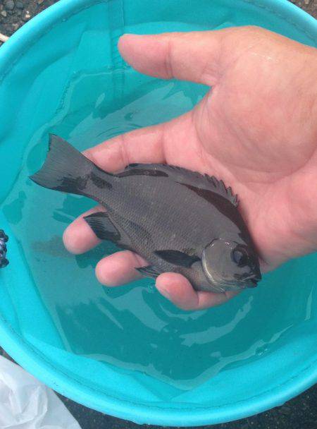 サビキでアジ！