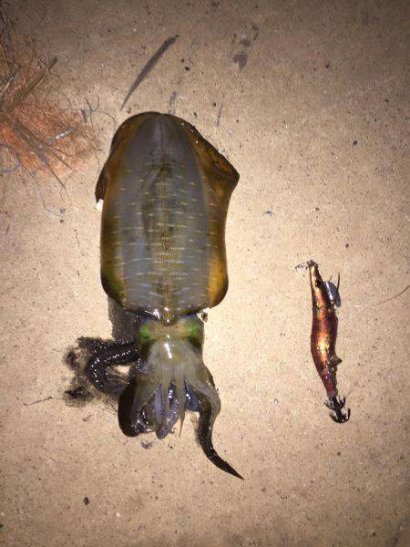 アオリイカ！なかなかのサイズ