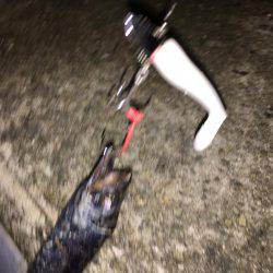 連夜の毎投アタリ