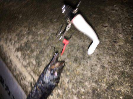 連夜の毎投アタリ