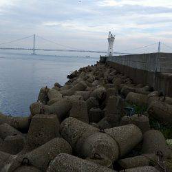 台風前に明石港にて生態調査
