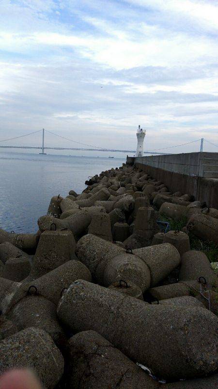 台風前に明石港にて生態調査