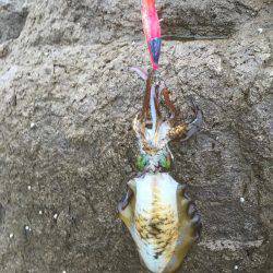 エギングデビュー