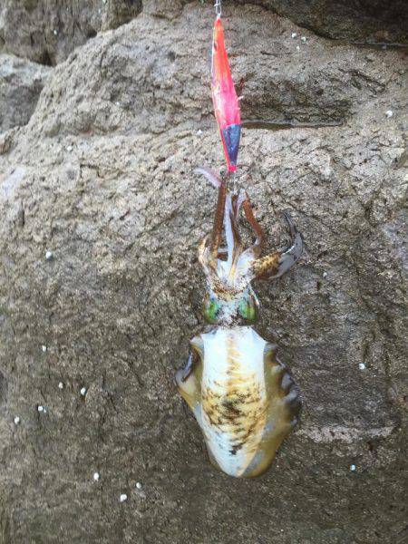 エギングデビュー