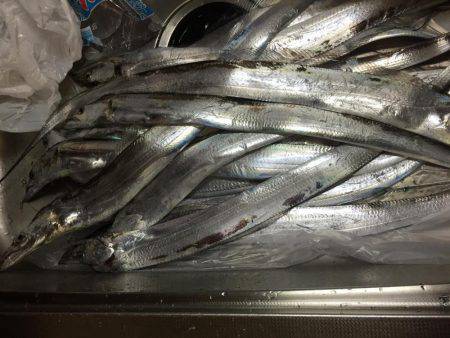 タチウオ入れ食い