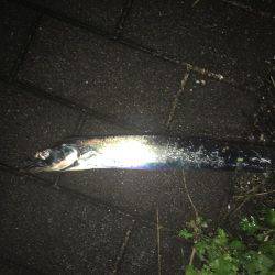 タチウオ コスモスクエア