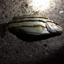 アナゴを狙って…