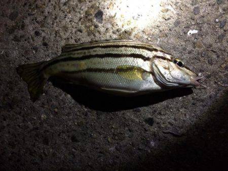 アナゴを狙って…