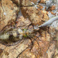 デイエギング！