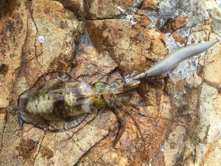 デイエギング！