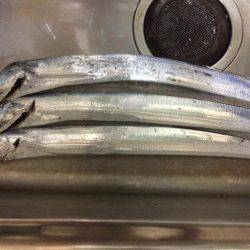 今期初タチウオ