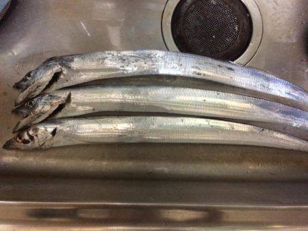 今期初タチウオ