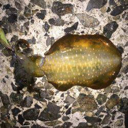 初めての舞子にて