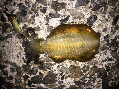 初めての舞子にて