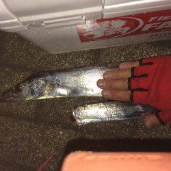 久しぶりの夕まずめ調査