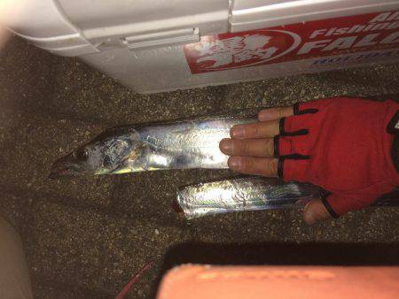 久しぶりの夕まずめ調査