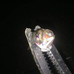 アジング〜\(^o^)/