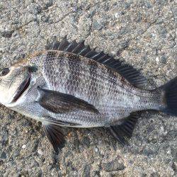 どうにか釣れた！