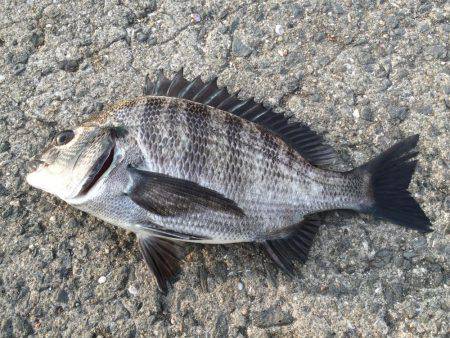 どうにか釣れた！