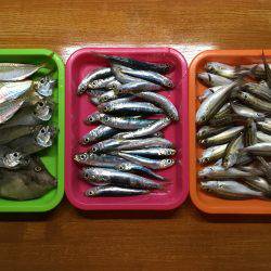 サビキシーズン