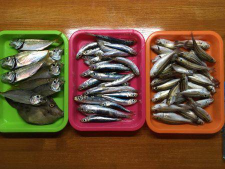 サビキシーズン