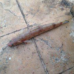 ボウズだけは勘弁してもらえた