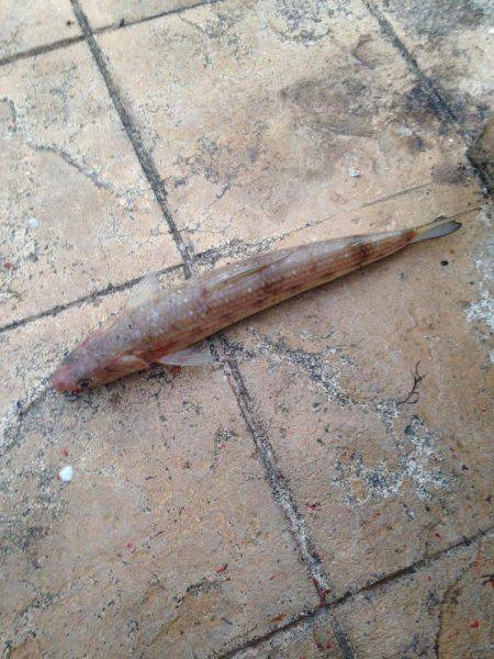 ボウズだけは勘弁してもらえた