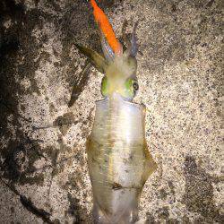 大きくなってます