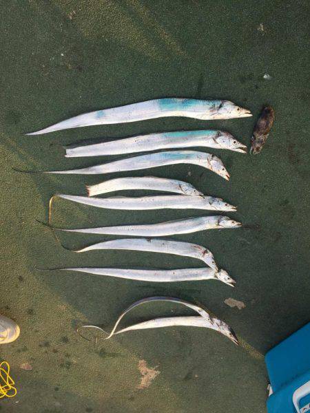 タチウオ渋いけど足元で釣れる