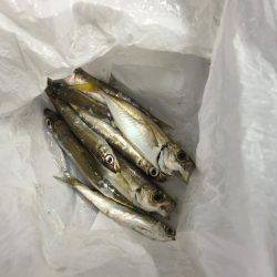 エサなしサビキ