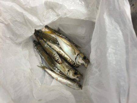 エサなしサビキ